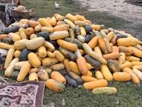 Продаю тыкву для животных — फ़ोटो 2