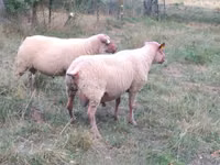 Ram, Rouge de l’Ouest sheep — photo 1