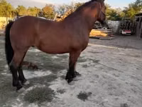 Mare, Međimurje horse — photo 1