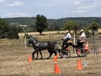 Horses (batch, sex not specified), Lipizzaner — photo 3