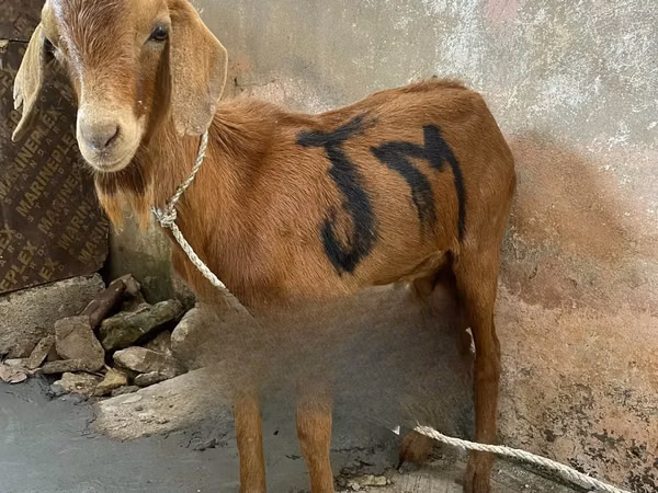 Cabras (lote, sexo no especificado), Red Sokoto goat