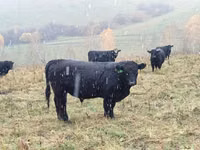 Kuh, Galloway-Rind — Foto 2