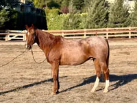 Horse (M), Quarter Horse — photo 4