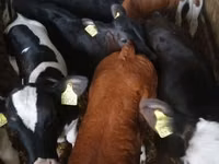 Bull, Cattle — photo 5