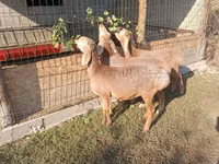 母羊, Arashan sheep — 照片 4