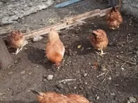 Chickens — Foto 3