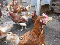 Chickens — foto 4