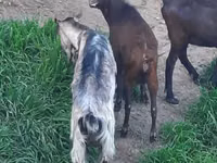 Cabra, Irish goat — foto 4
