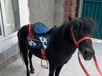 Horse (M), North Swedish horse — photo 2