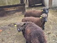 نعجة, Southdown sheep — الصورة 4