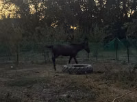 Horse (M), Akhal-Teke — photo 3