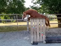 Horse (M), Horses — photo 5