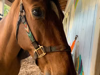 Horse (M), Tennessee Walking Horse — photo 1
