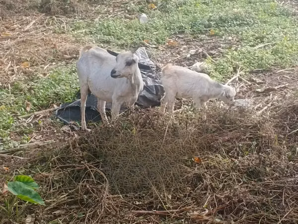 Goat, Goats