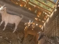 Goat, Goats — photo 1