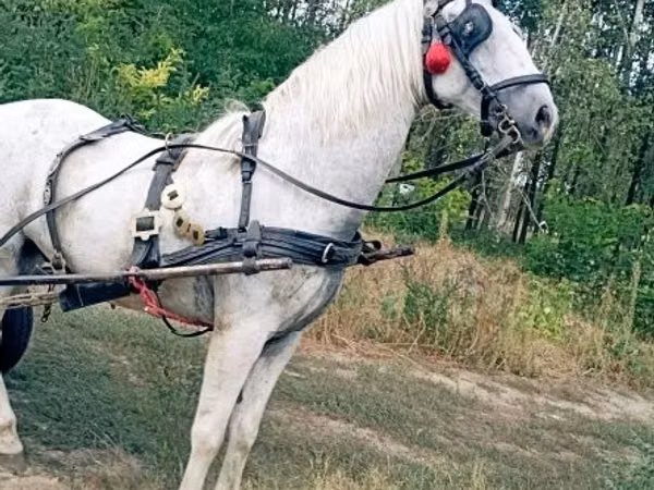 Horse (M), Horses
