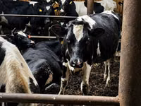 母牛, Holstein breed — 照片 6