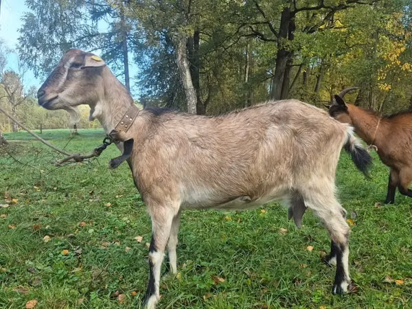 Коза, Альпийская коза
