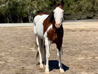 Horse (M), American paint horse — photo 4
