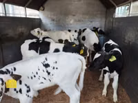 Rinder (Partie, Geschlecht nicht angegeben), Russian Black pied cattle — Foto 5