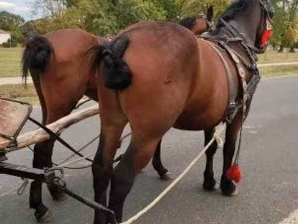 Horse (M), Horses
