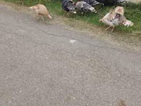 Turkeys — photo 3