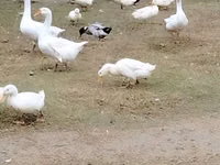 Geese — foto 2