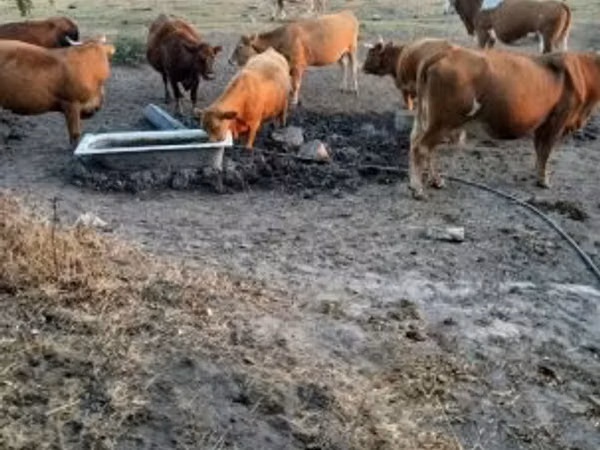 Cow, Simmental cattle