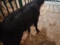 Cattle (batch, sex not specified), Cattle — photo 6