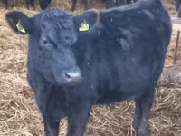 Vaca, Aberdeen-Angus — foto 2
