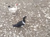 Ducks — photo 5