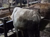 بقرة, Simmental cattle — الصورة 3