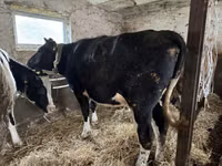 Vaca, Russian Black pied cattle — foto 1