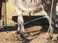 Caballo, Caballos — foto 2