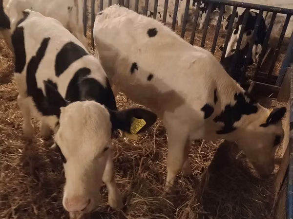 Toro, Russian Black pied cattle