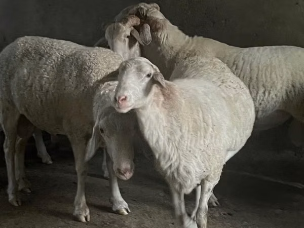 मेढ़ा, Assaf sheep