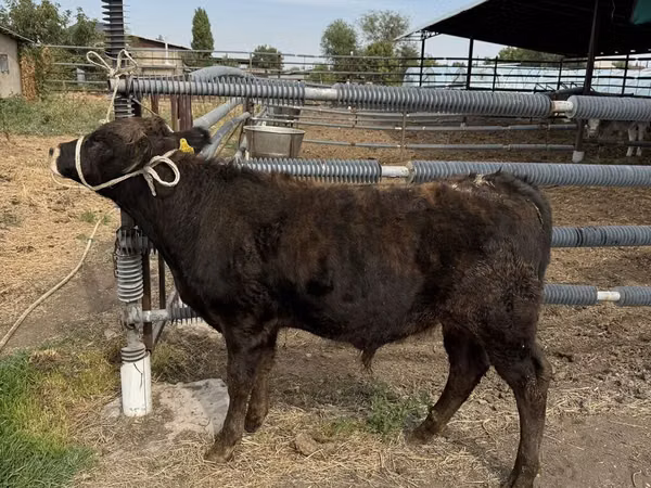 Bull, Aberdeen-Angus