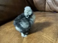Ayam Cemani — photo 4