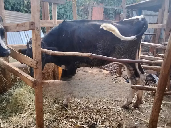 Cow, Holstein breed