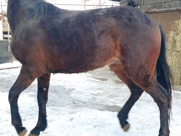 Horse (M), Budyonny horse