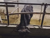 Toro, Ganado vacuno — foto 4