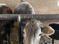 Cow, Russian Black pied cattle — photo 7