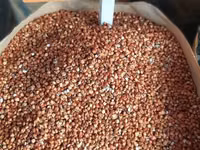 Vind sorgo. mei. raps — foto 2