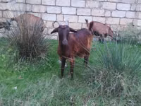 बकरी, Alpine goat — फ़ोटो 2