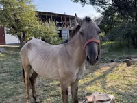Horse (M), Tiger horse — photo 4