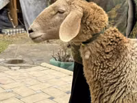 Oveja, Arashan sheep — foto 2