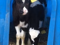 Bull, Danish Red Cow — photo 4