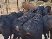 Sheep, Sheep — photo 3