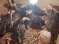 Turkeys — photo 2