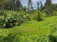 Get Your Bracharia Hay With Added Vitamins From Us NOW! — 照片 1
